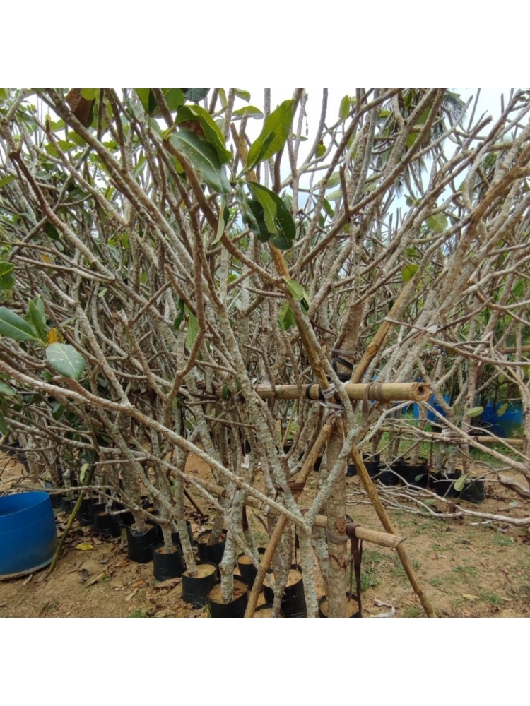 PINK ARALIYA (Plumeria rubra)